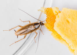 Remove Cockroaches in Toronto