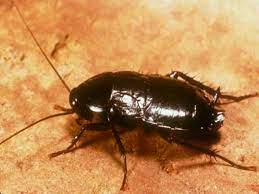 Oriental Cockroach Extermination