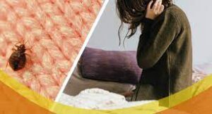 Winter Bed Bugs Extermination