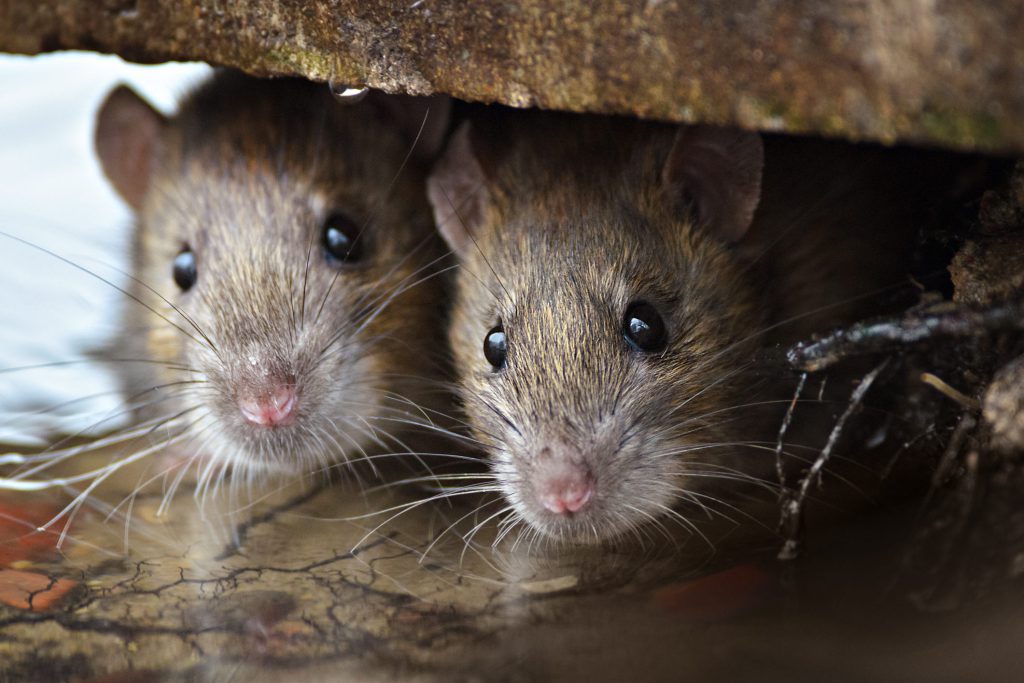 Rats and Mice Extermination Toronto