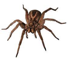 Spider Infestation Toronto