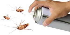 Cockroach Infestation Toronto