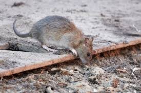 Mice In Property
