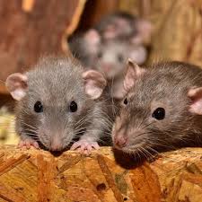 Rats Making the Building Structure Weak