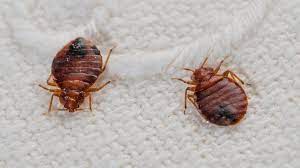 Bed Bugs Control Toronto