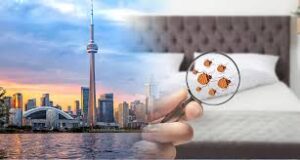 Bed Bugs Removal Toronto - Vanquish Pest Control