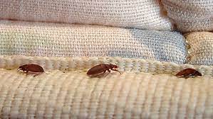 Bed Bugs Removal Toronto
