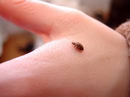 Bed Bugs Removal in Toronto
