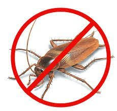 Cockroach Infestation in Etobicoke