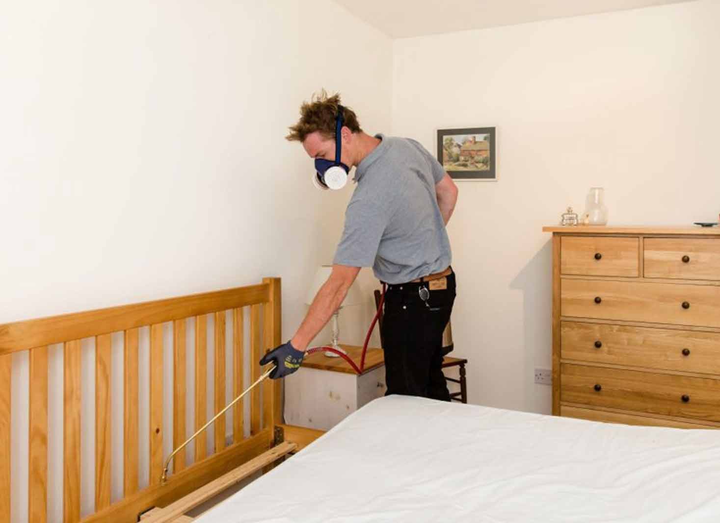 Bed Bugs Removal Toronto