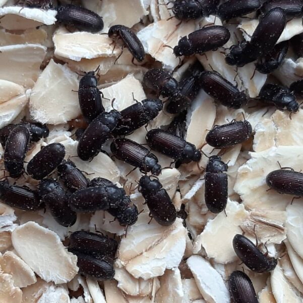 Black Carpet Beetle Extermination