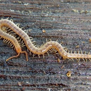 Soil Centipede