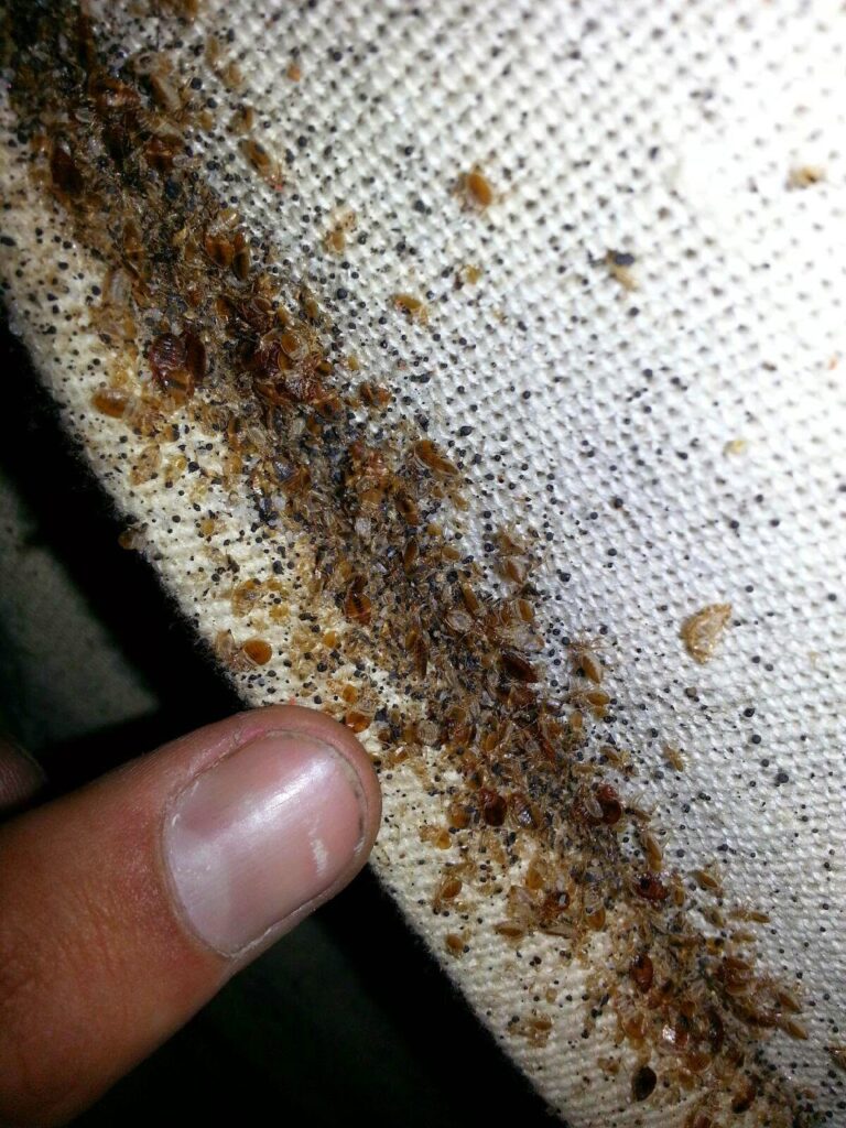 carpet beetles extermination services