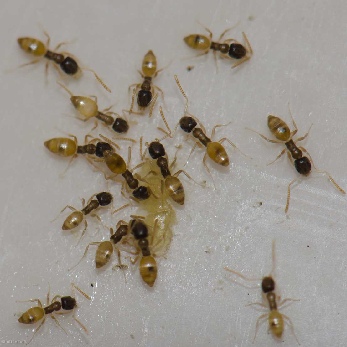Argentine Ants