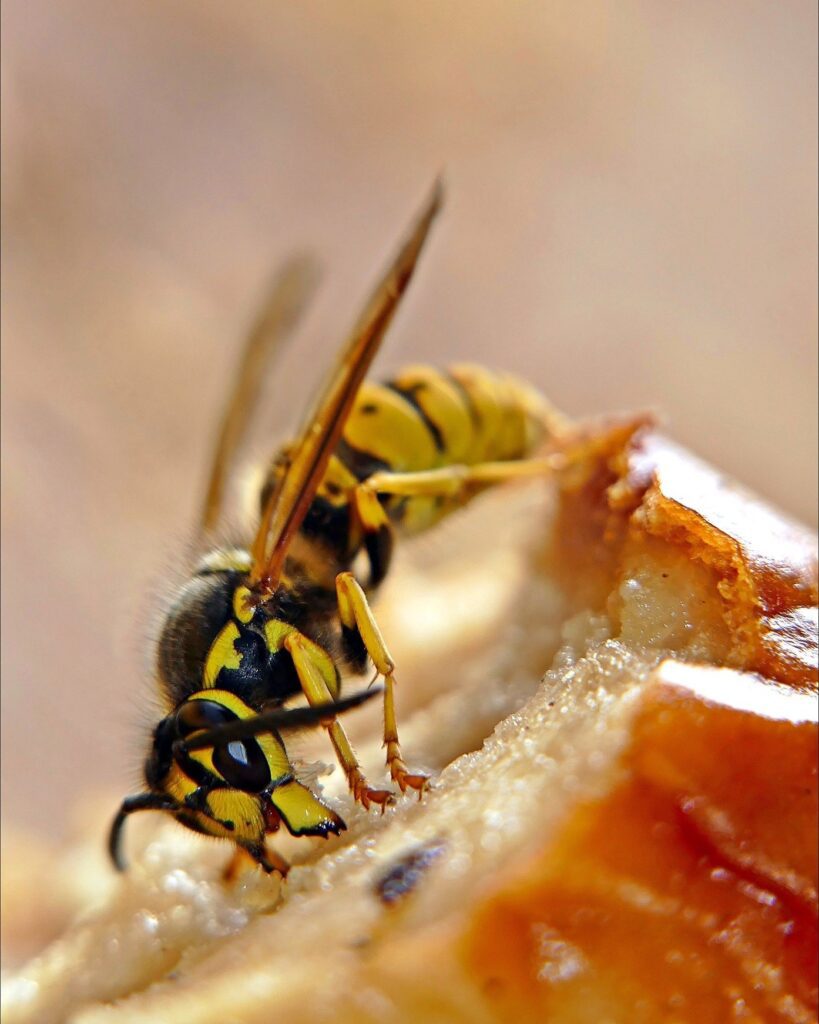 Hornets/Wasps Extermination Service