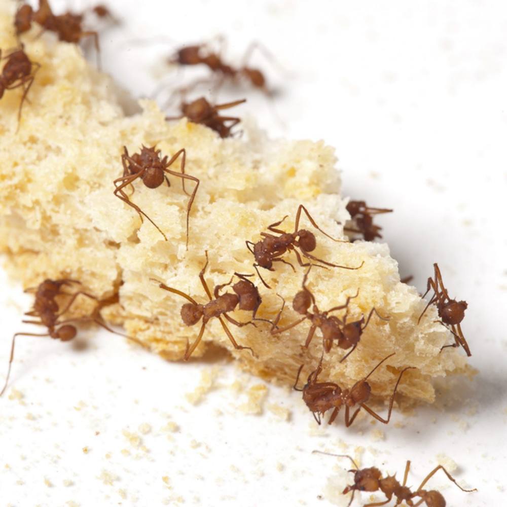 Odorous House Ants