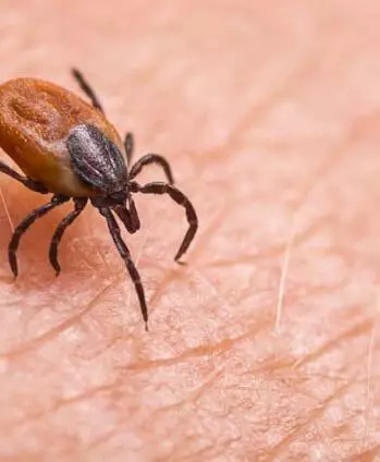 ticks extermination services