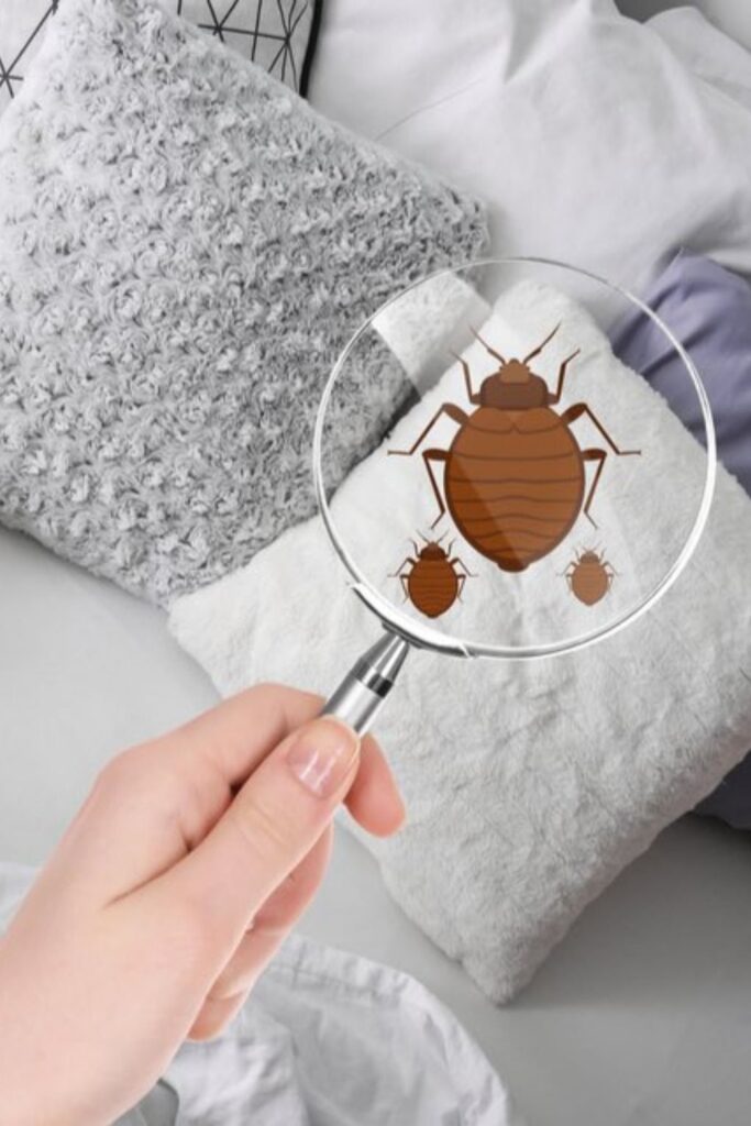 Expert Bed Bugs Extermination Service