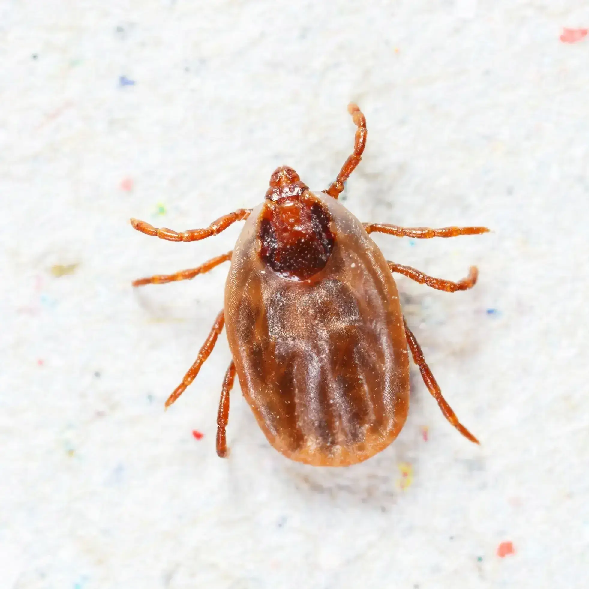 Brown Dog Tick Extermination Service