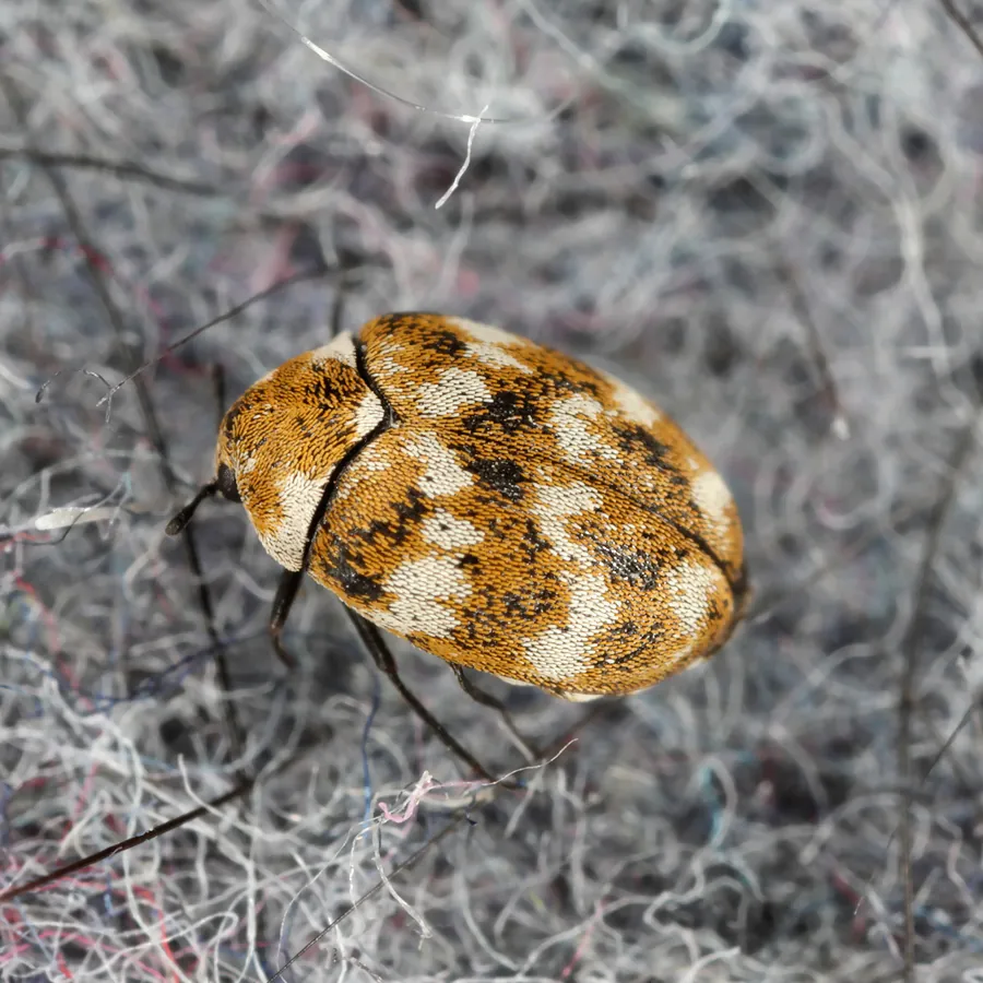 Varied Carpet Beetle Extermination