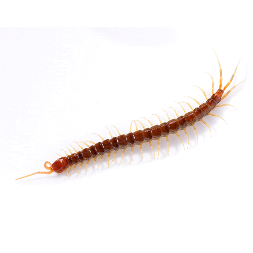 Cryptopidae