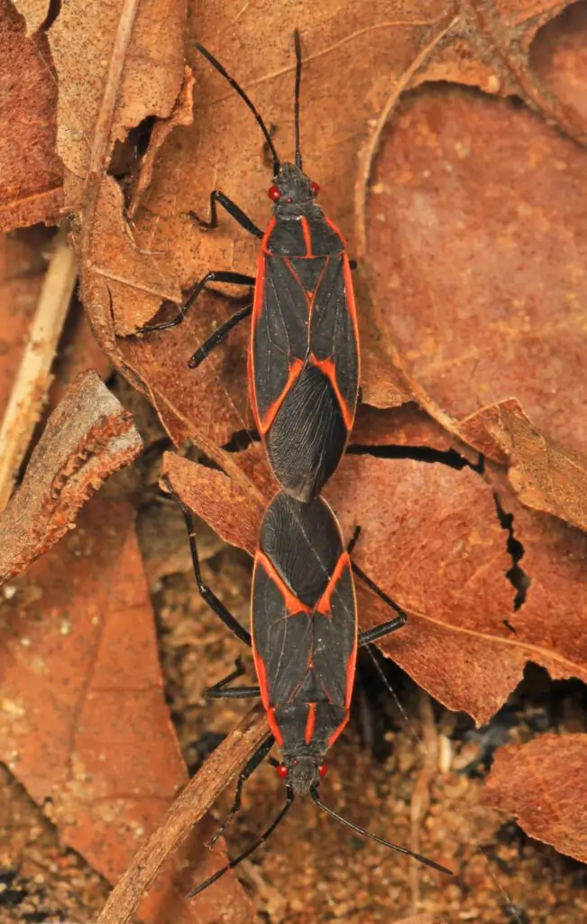 Boxelder Bug Extermination