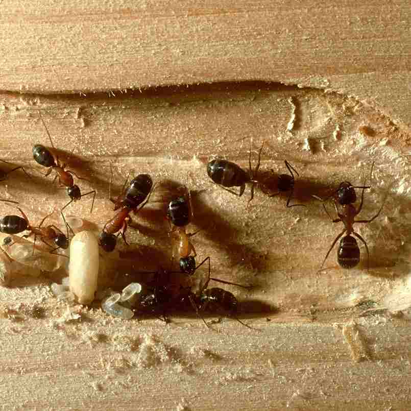 Carpenter Ants