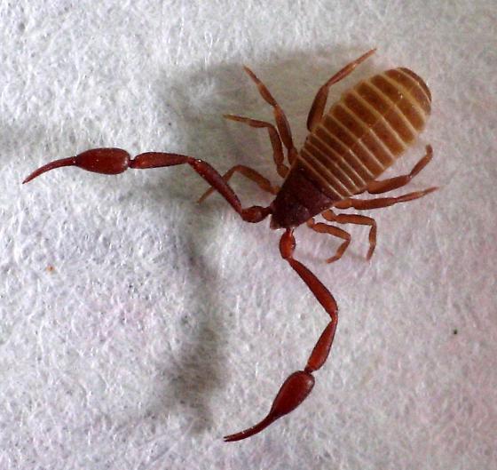 Tropical Bed Bug