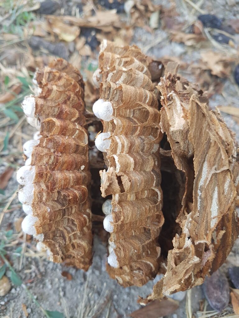 Hornet and Wasp Infestations Service
