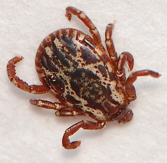 American Dog Tick Extermination Service
