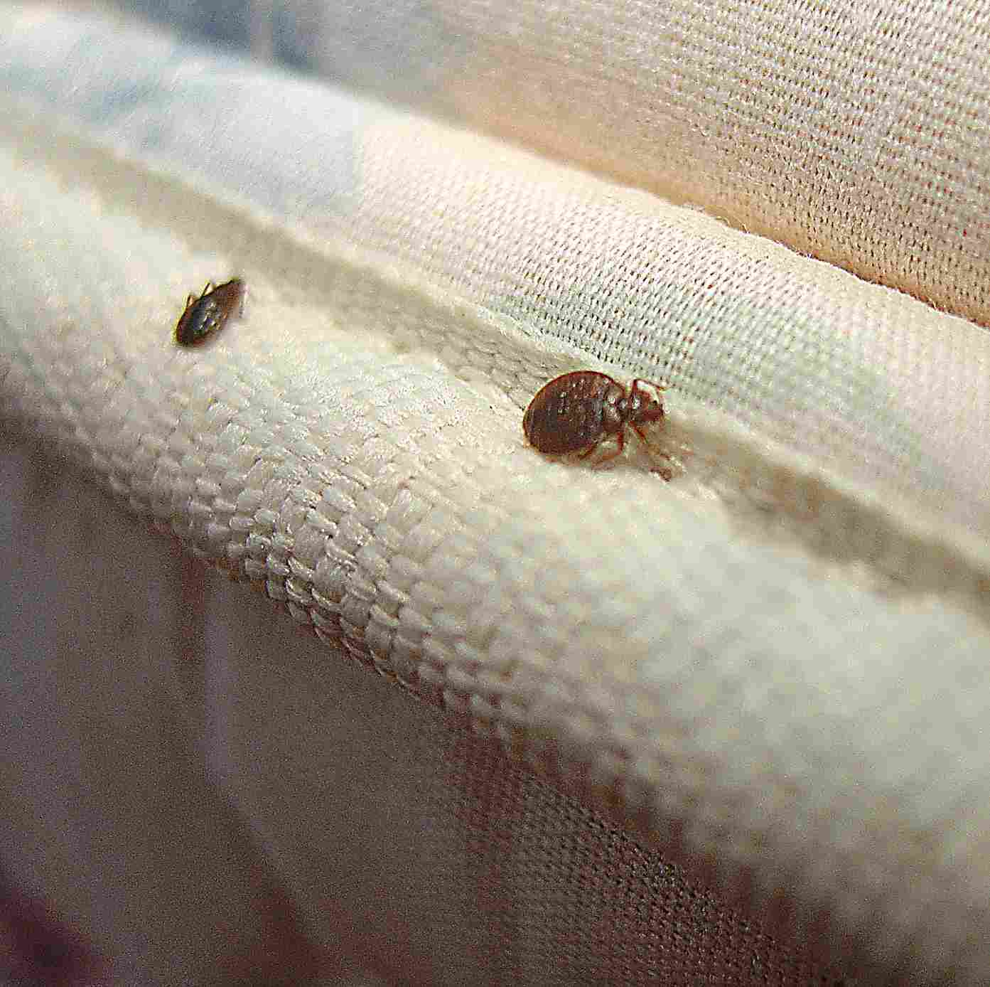 Common Bed Bug Extermination