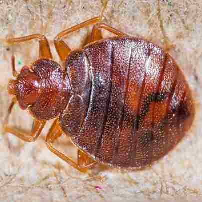West African Bed Bug