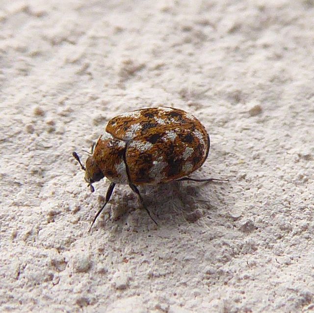 Furniture Carpet Beetle Extermination
