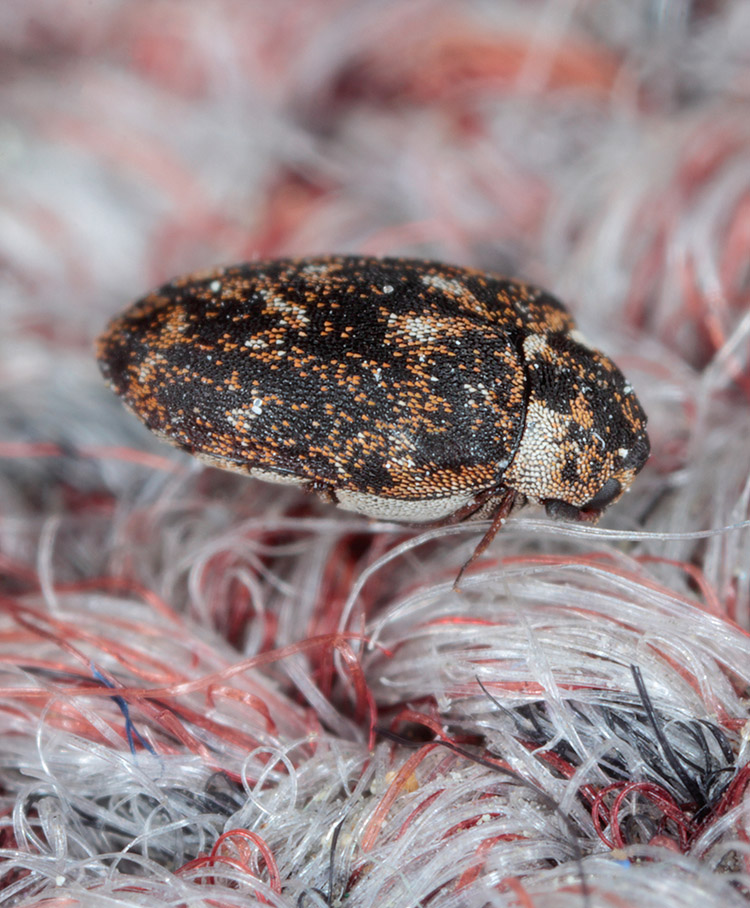 Carpet Beetles Extermination serivces