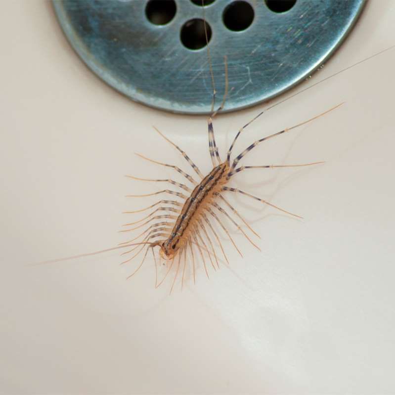 House Centipede
