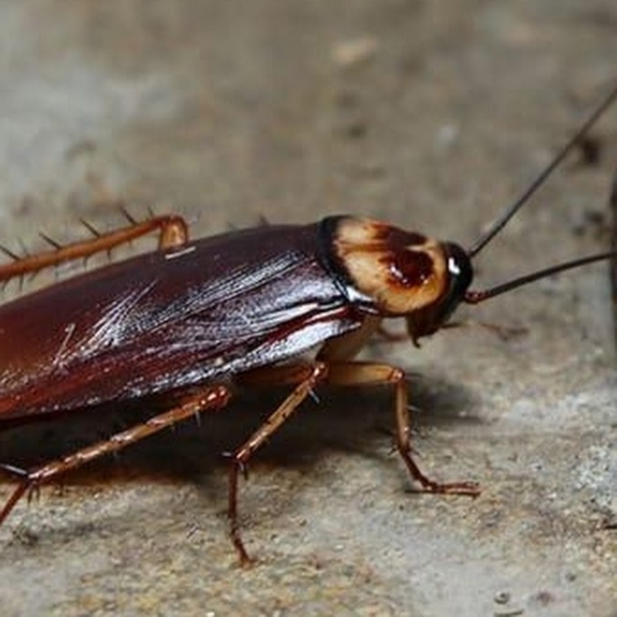 Brown-Banded Cockroach Extermination Service