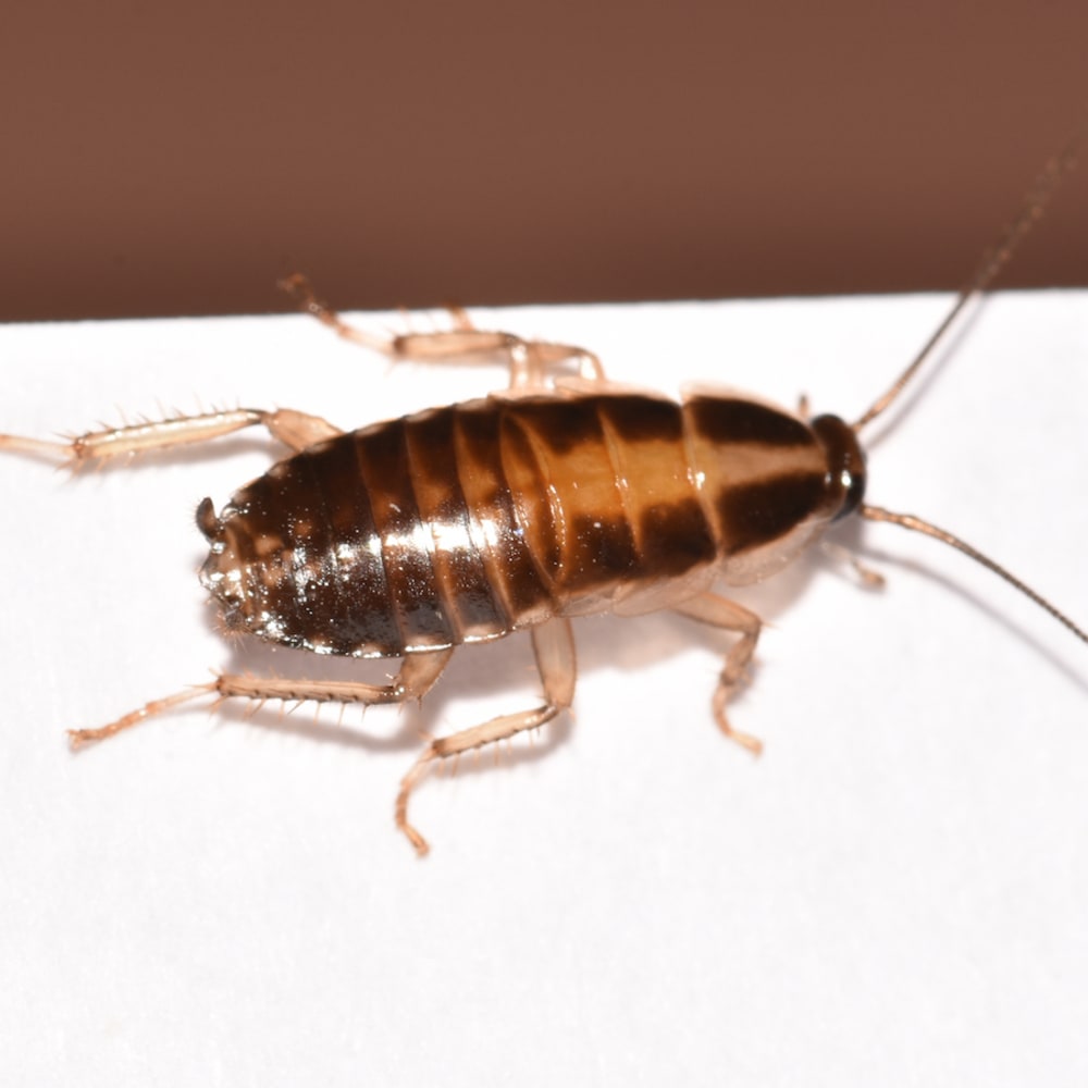 German Cockroach Extermination Service