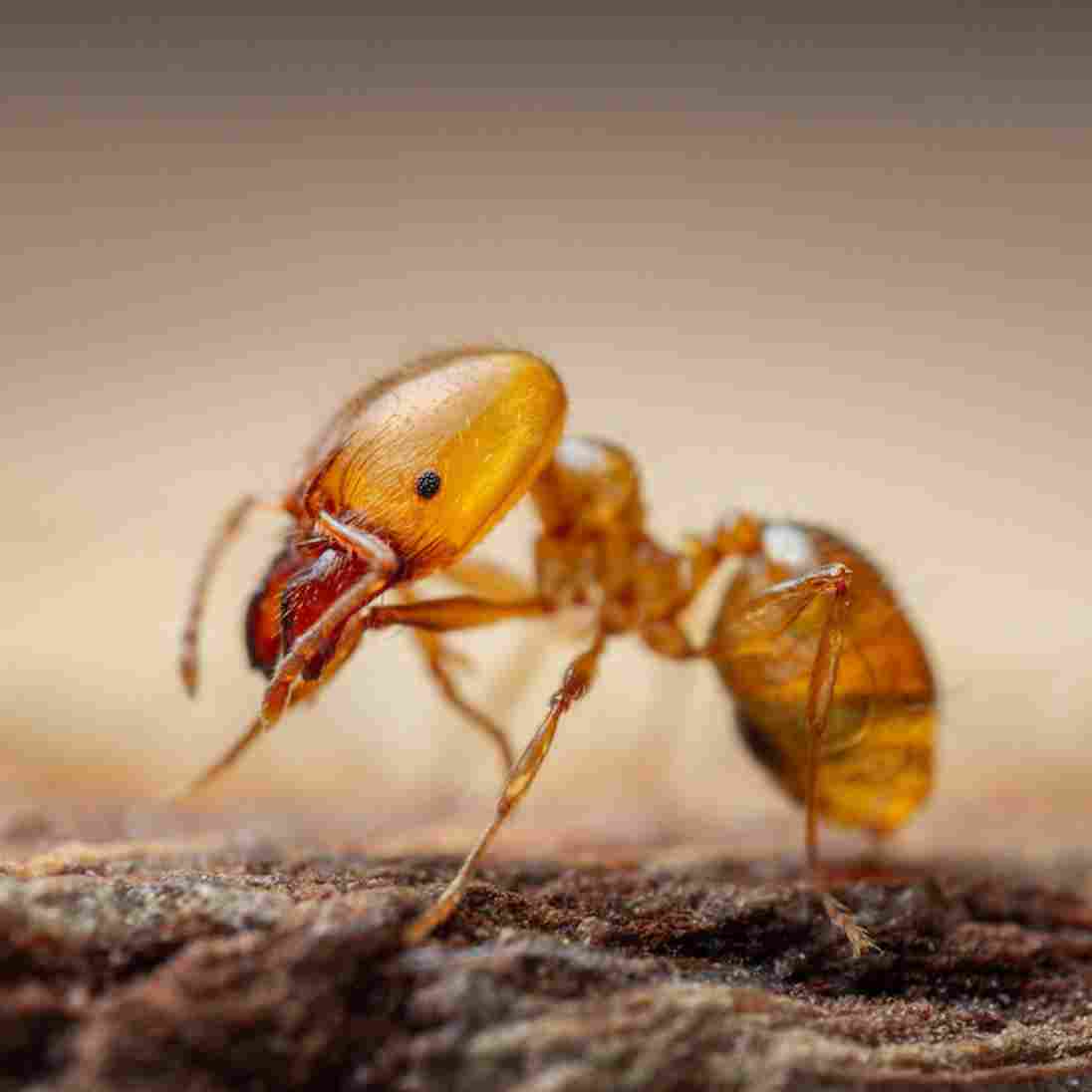Pharaoh Ants