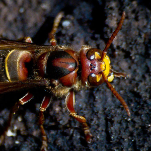 European Hornet Extermination