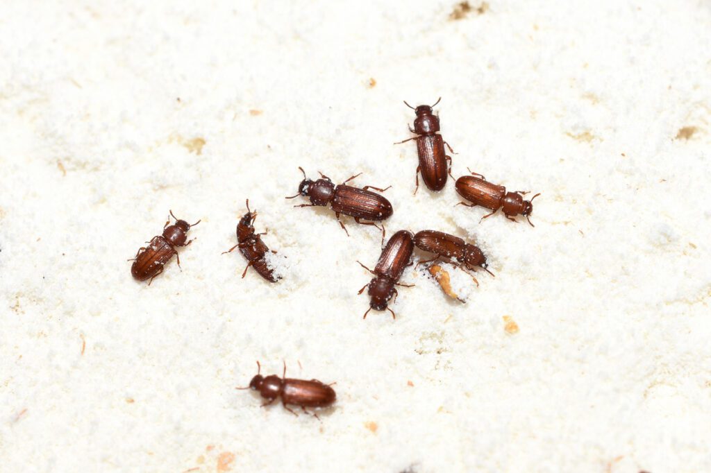All Carpet Beetles Extermination services