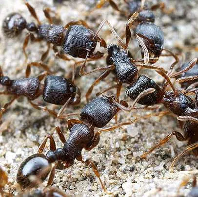 Pavement Ants