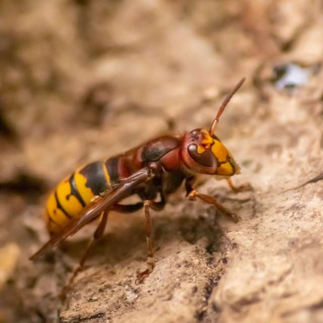 Yellow Jacket Extermination