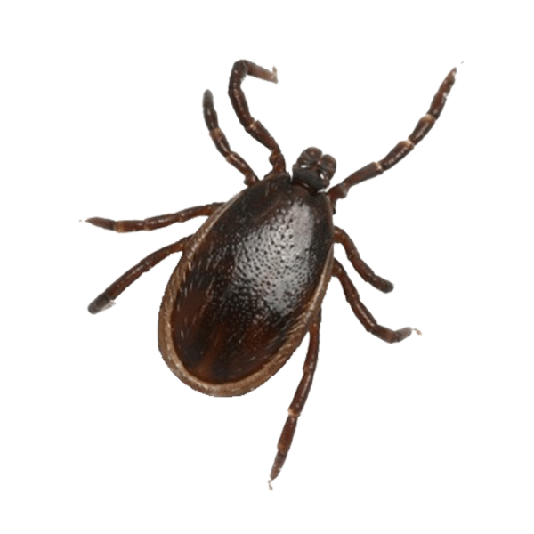 Black-legged Tick Extermination Service