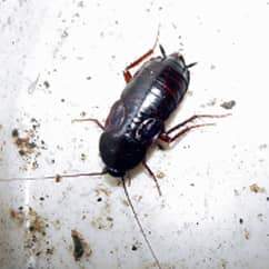 Oriental Cockroach Extermination Service
