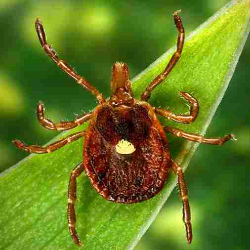Lone Star Tick Extermination Service