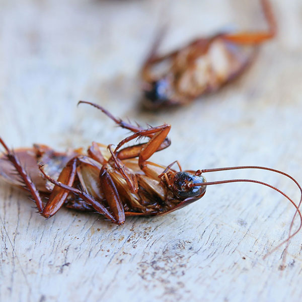 Wood Cockroach Extermination Service
