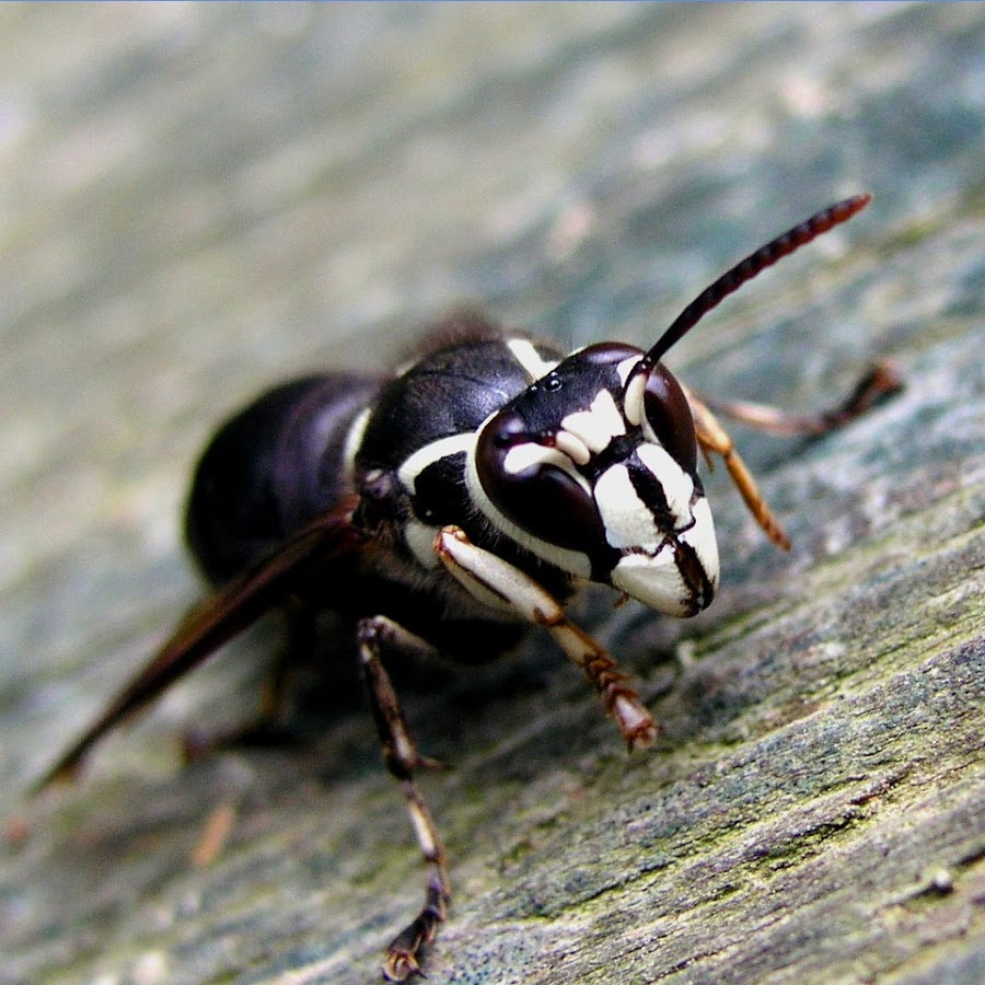 Bald-faced Hornet Extermination