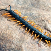 Stone Centipede