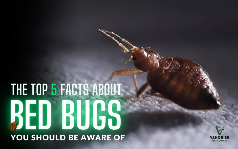Top 5 Facts About Bed Bugs