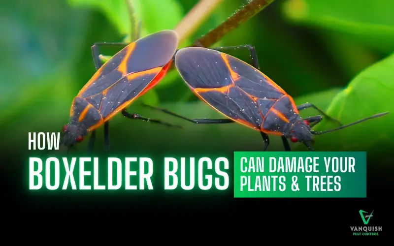 Boxelder bugs damage plants